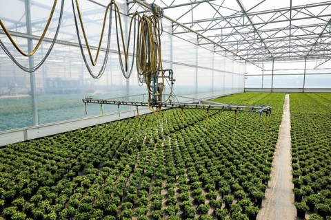 Automated irrigation of bedding and balcony flowers in greenhouse