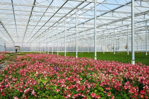Bedding and balcony flowers in greenhouse
