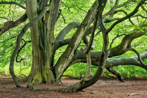 Giant intergrown beech
