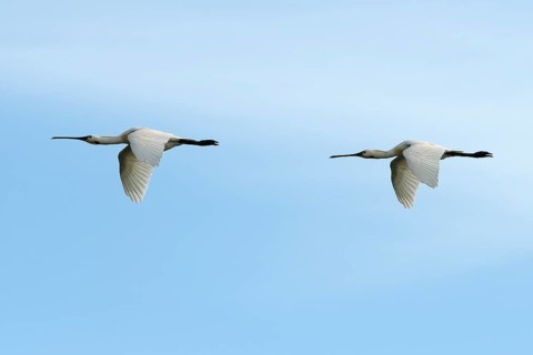 Common spoonbill