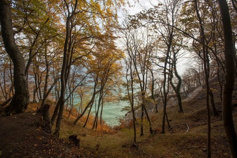 Forest with autumnal European hornbeams