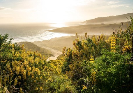 Yellow Lupines