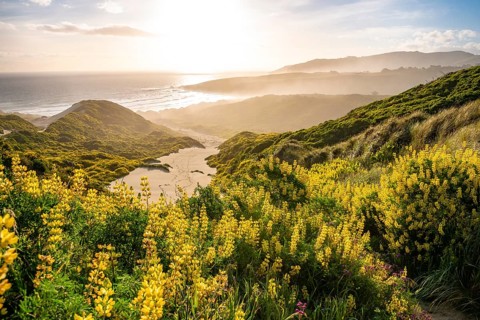 Yellow Lupines