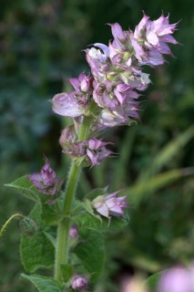 Flower of Clary