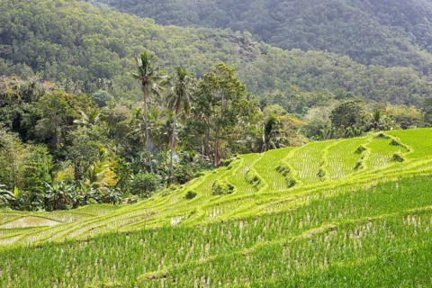 Green rice terraces
