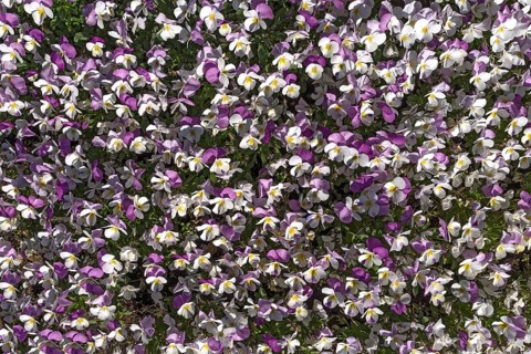 Horned pansy