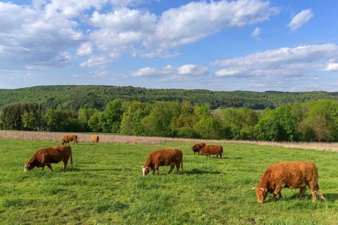 Limousin cattle on the pasture