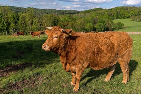 Limousin cattle on the pasture