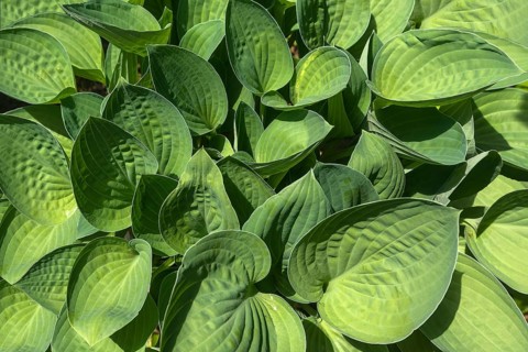 Green leaves of a hosta