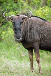 Wildebeest