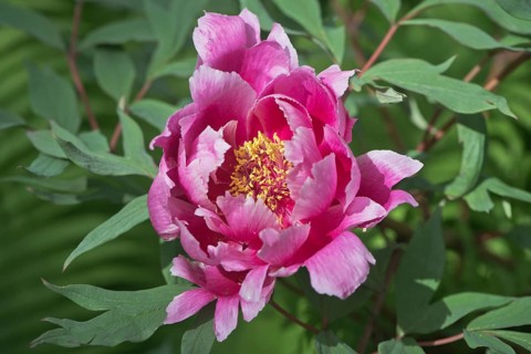 Tree peony