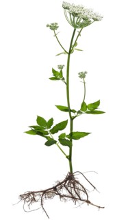 Flowering ground elder