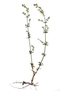 White bedstraw or hedge bedstraw