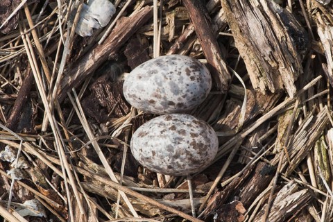 (Caprimulgus europaeus), clutch with two eggs, Emsland, Lower Saxony, Germany, Europe