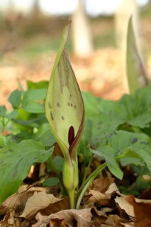 Wild arum