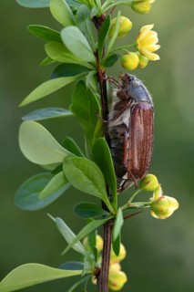 Cockchafer