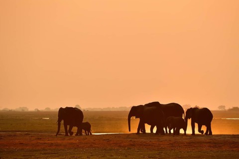 Herd of elephants