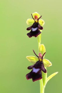 Fly orchid