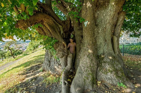 Woman standing in natural monument hollow tree