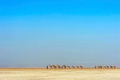 Afar shepherd leads a dromedary caravan loaded with rock salt plates