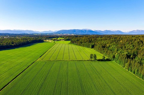 Grain fields