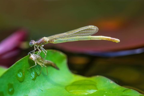 Common Winter Damselfly