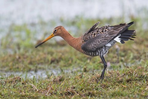 Black-tailed godwit