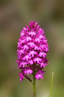 Pyramidal Orchid