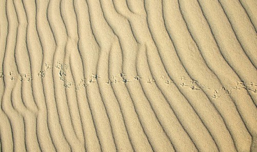 Wave pattern and traces of a bird in light sand