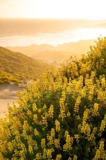 Yellow lupins