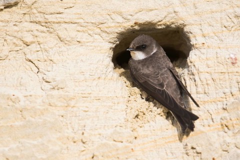 Sand Martin