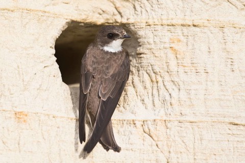 Sand Martin
