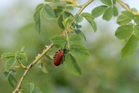 Black-headed Cardinal beetle