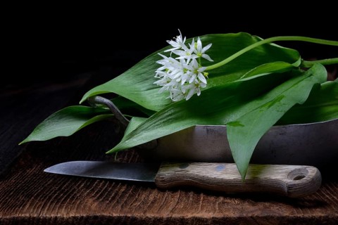 Wild garlic leaves and flower in bowl and kitchen knife