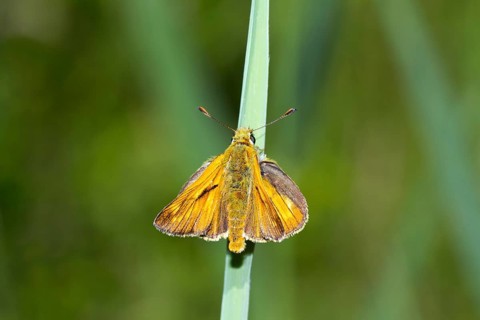 Small skipper