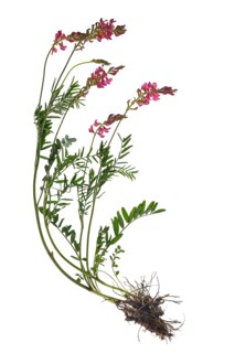 Sainfoin also