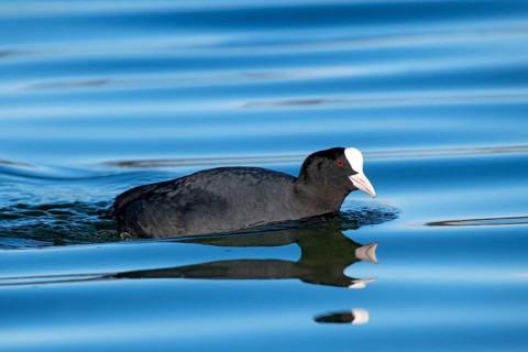 Common coot