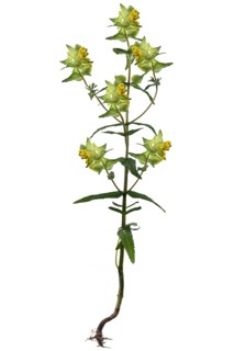 Greater yellow-rattle