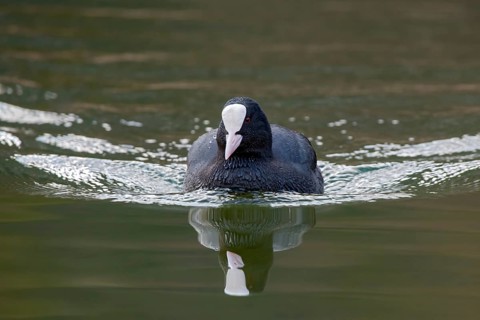 Common coot