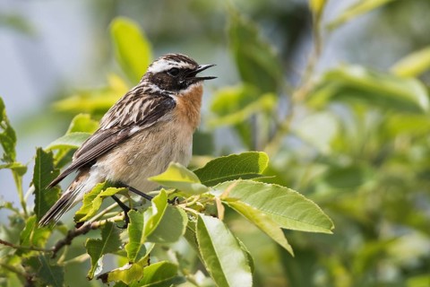 Whinchat