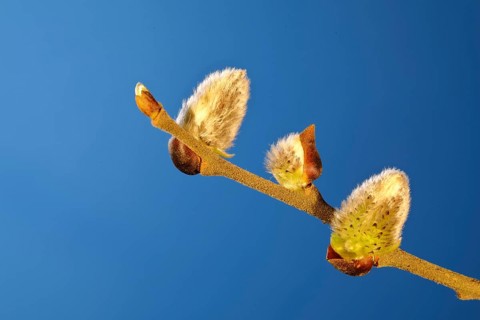 Flowering Goat willow