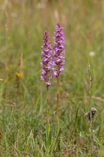 Fragrant orchid