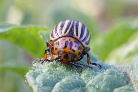 Colorado potato beetle