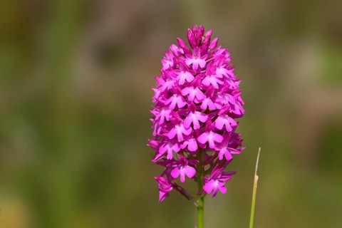 Pyramidal Orchid
