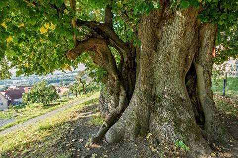 Natural monument hollow tree