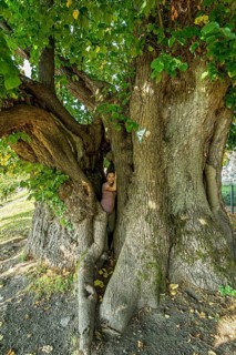 Woman standing in natural monument hollow tree