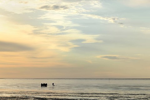 Guided mudflat tour in the evening hours