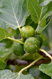 Ficus tree
