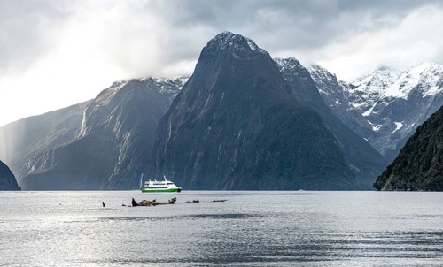 Tourist boat goes through Milford Sound
