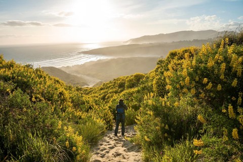 Young man between yellow lupines